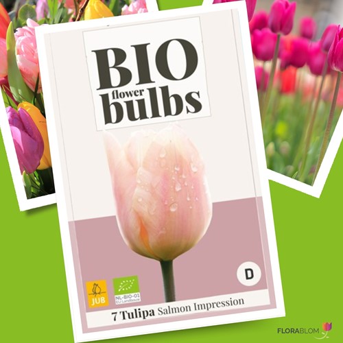 Tulp Salmon Impression Biologisch - Tulipa