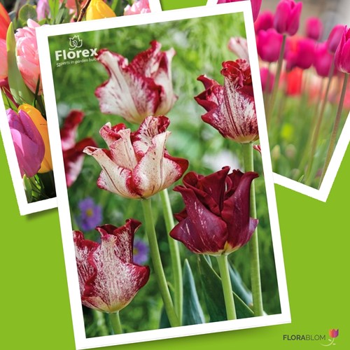 Tulp Striped Crown - Tulipa