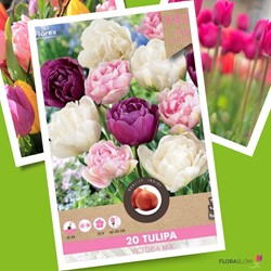 Tulp Victoria Mix - Tulipa