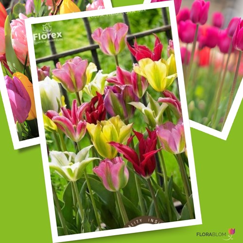 Tulp Viridiflora Gemengd - Tulipa