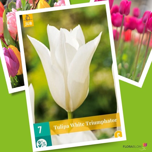 Tulp White Triumphator - Tulipa