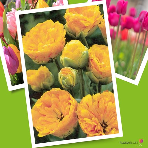 Tulp Yellow Pomponette - Tulipa