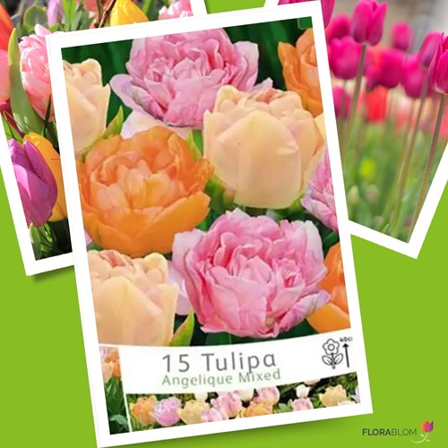 Tulpen Angelique Mix - Tulipa