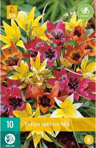 Tulpen Botanisch Mix - Tulipa
