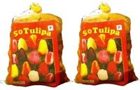Tulpenbollen Darwin Mix direct leverbaar - Tulipa (2x XL-Verpakking)-2