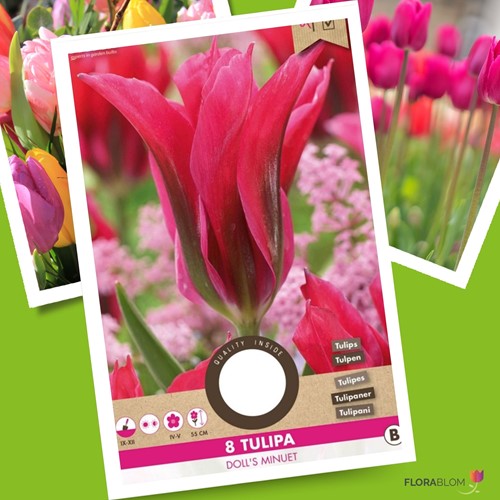 Tulpen Doll's Minuet – Tulipa