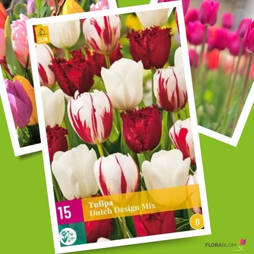 Tulpen Dutch Design Mix - Tulipa