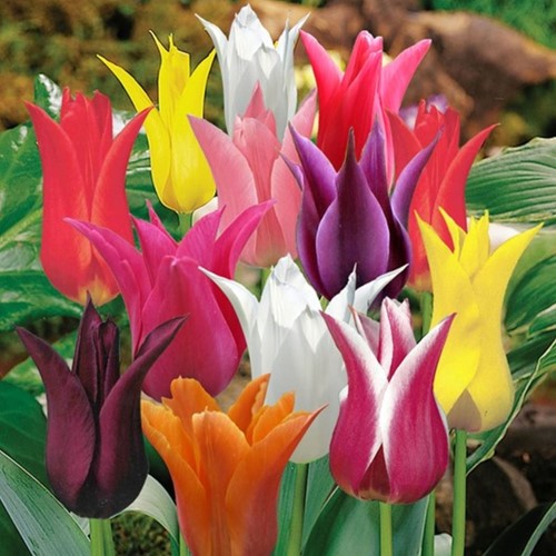 Tulpen Leliebloemig Mix - Tulipa