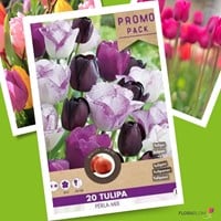 Tulpen Perla Mix - Tulipa