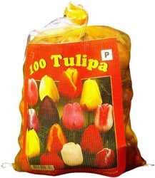 Tulpen Triumph Mix - Tulipa (XL-Verpakking)