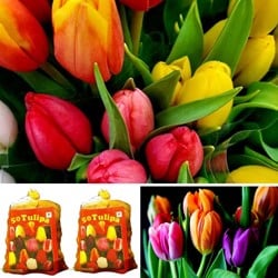 Tulpenbollen Darwin Mix direct leverbaar - Tulipa (2x XL-Verpakking)