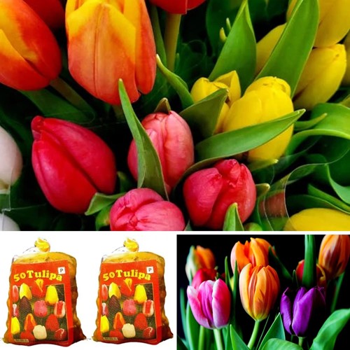 Tulpenbollen Darwin Mix direct leverbaar - Tulipa (2x XL-Verpakking)
