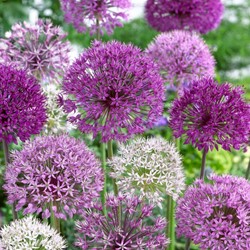 Allium Deco Mix - Sierui