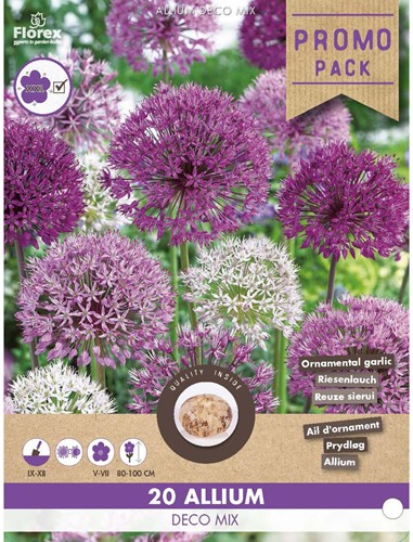 Allium Deco Mix - Sierui-2