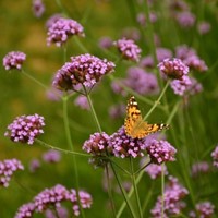 IJzerhard - Verbena bonariensis-2