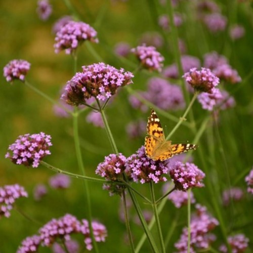 IJzerhard - Verbena bonariensis-2
