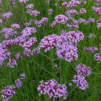 IJzerhard - Verbena bonariensis