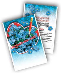Vergeet-mij-niet - Myosotis