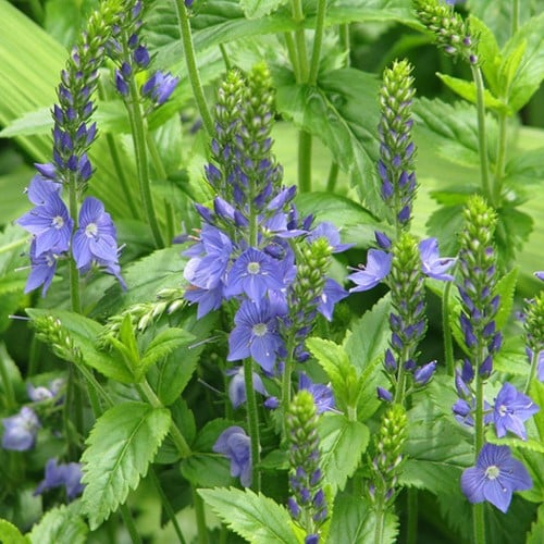 Ereprijs Royal Blue - Veronica austriaca