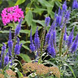 Veronica longifolia Blauriesin - Ereprijs (Sixpack)