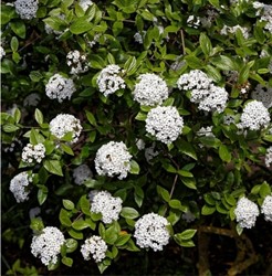 Sneeuwbal Anne Russell - Viburnum