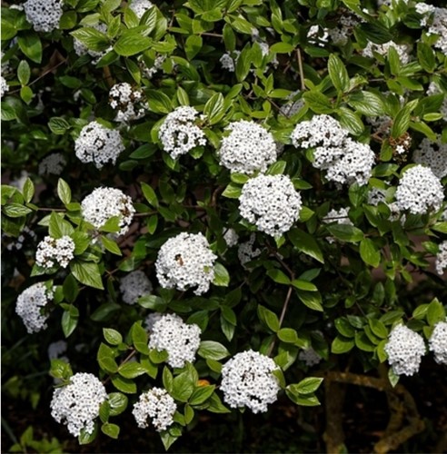 Sneeuwbal Anne Russell - Viburnum