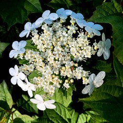 Gelderse roos compactum - Viburnum opulus