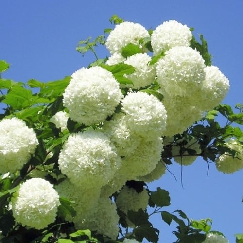 Viburnum opulus Snowball - Sneeuwbal