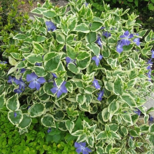 Vinca Major Variegata Grote Maagdenpalm