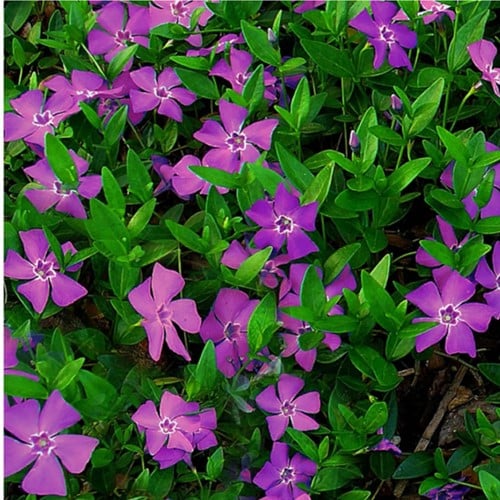 Paarse Maagdenpalm Atropurpurea - Vinca minor