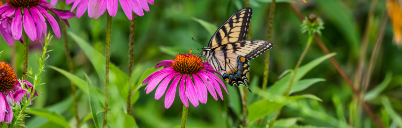 Vlindertuin aanleggen