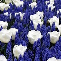 Blauwe en Witte Voorjaarsbloeiers