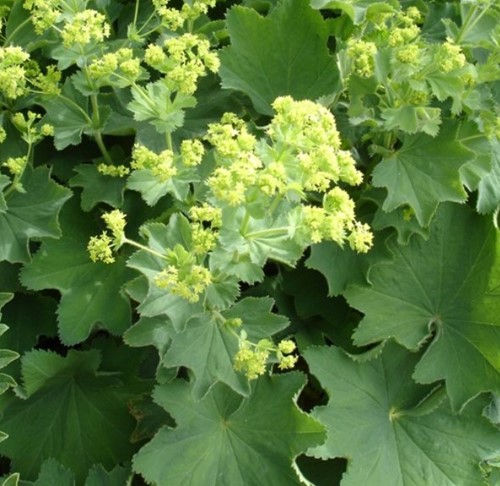 Vrouwenmantel - Alchemilla mollis (Sixpack)