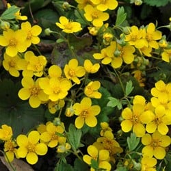 Goudaardbei - Waldsteinia ternata (Sixpack)