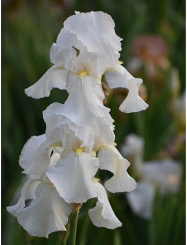 Iris Germanica White Knight - Blauwe lis