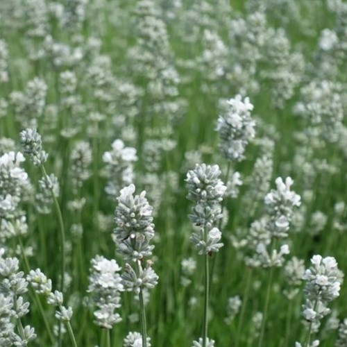 Witte Lavendel - Lavandula angustifolia Alba