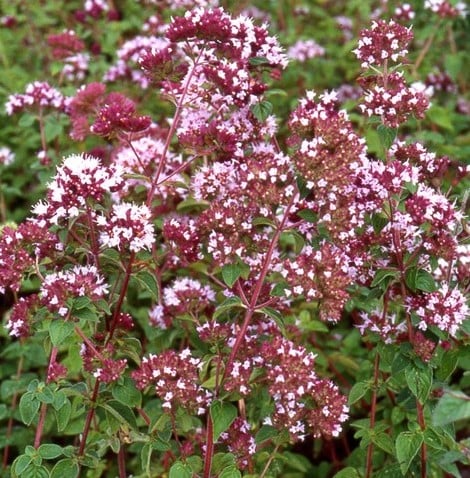 Wilde Marjolein of Oregano - Origanum vulgare