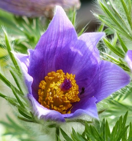 Wildemanskruid - Pulsatilla Vulgaris
