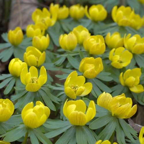 Winterakoniet - Eranthis Hyemalis