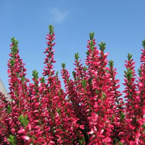 Winterheide Kramer's Rote - Erica (Sixpack)
