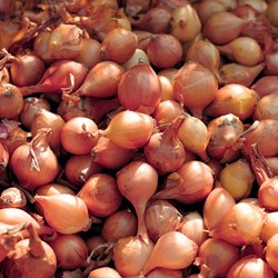 Winterpootuitjes Allium Presto
