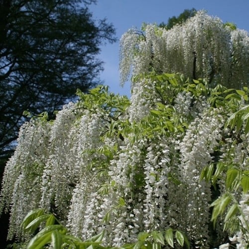 Japanse Witte Regen Alba - Wisteria