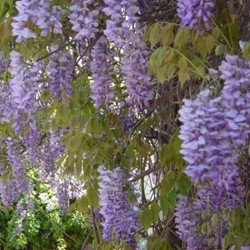 Wisteria sinensis - Chinese blauwe regen