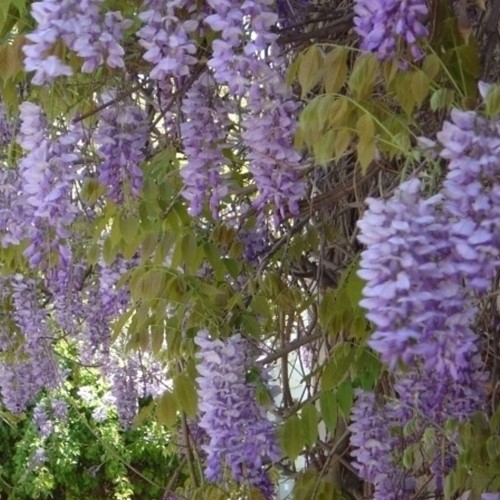 Wisteria sinensis - Chinese blauwe regen