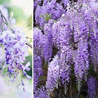 Wisteria sinensis Prolific - Chinese blauwe regen