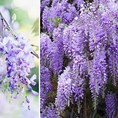 Wisteria sinensis Prolific - Chinese blauwe regen