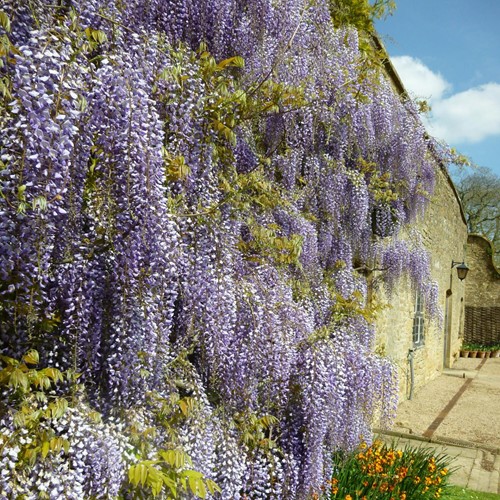 Wisteria sinensis - Chinese Blauwe regen