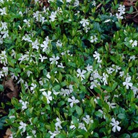 Witte Maagdenpalm Gertrude Jekyll - Vinca minor alba (Sixpack)