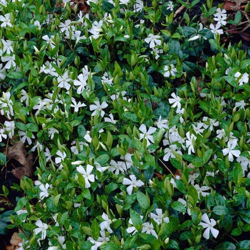 Witte Maagdenpalm Gertrude Jekyll - Vinca minor alba (Sixpack)