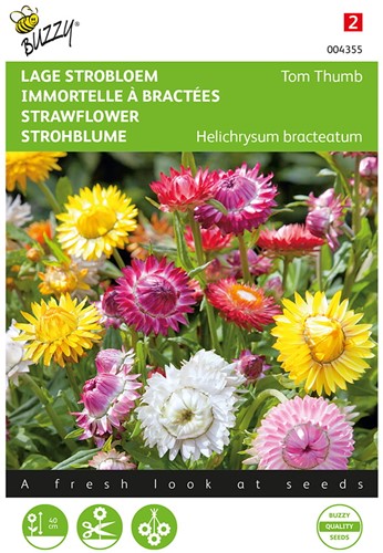 Lage Strobloem Tom Thumb – Helichrysum bracteatum